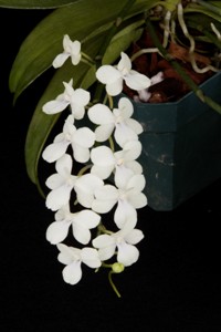 Aerangis Zipper Diamond Orchids HCC 78 pts.